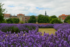 DSC0055_cph
