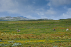DSC1860